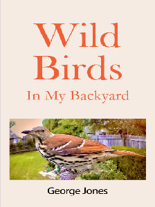 Wild Birds in my backyard